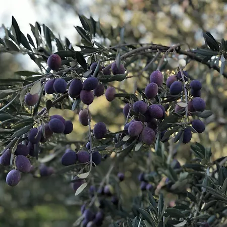 Hébergement de vacances Le Grand Bouteillan
