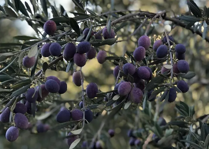 Holiday home Le Grand Bouteillan